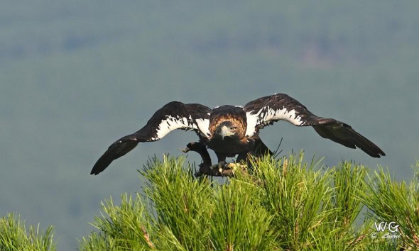 Spanish Imperial Eagle