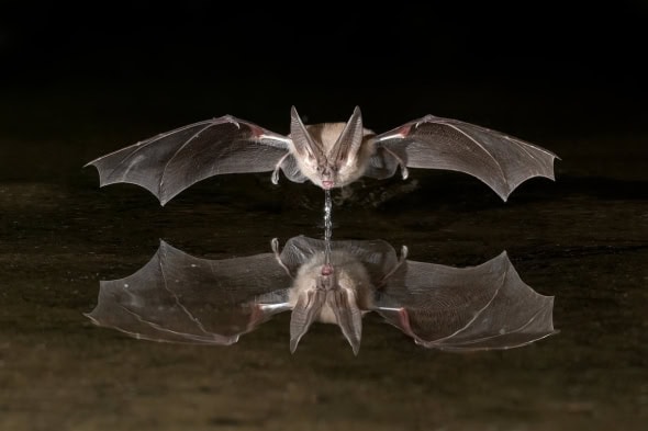 Brown Long-eared Bat with Water Drool After Drinking