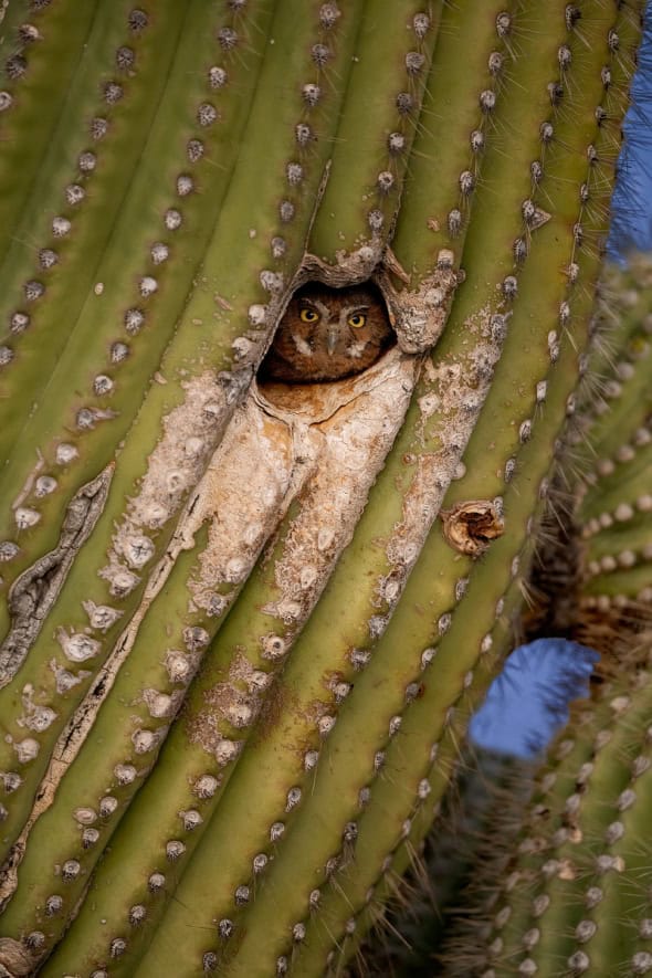 Elf Owl at Dusk