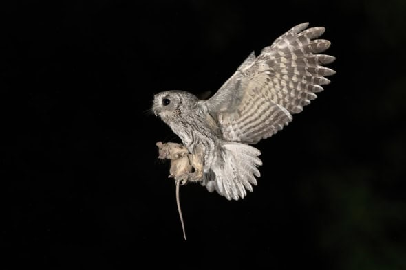 Western Screech-owl with Pack Rat