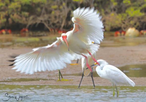 White Ibis Landing