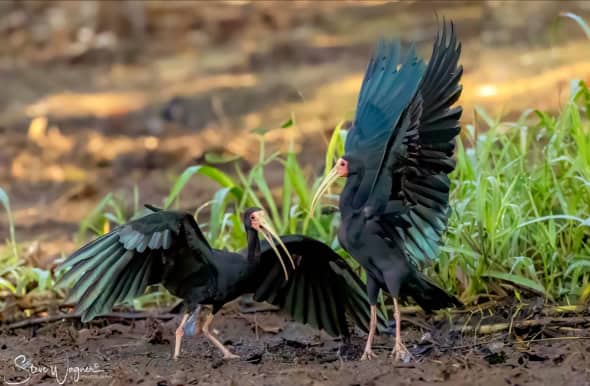 Bare-faced Ibis Interacting