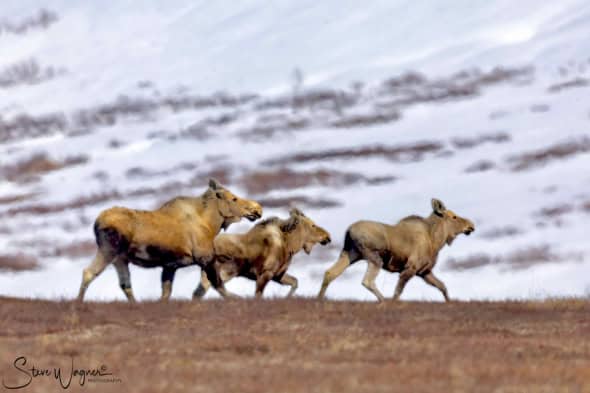 Moose on the Move