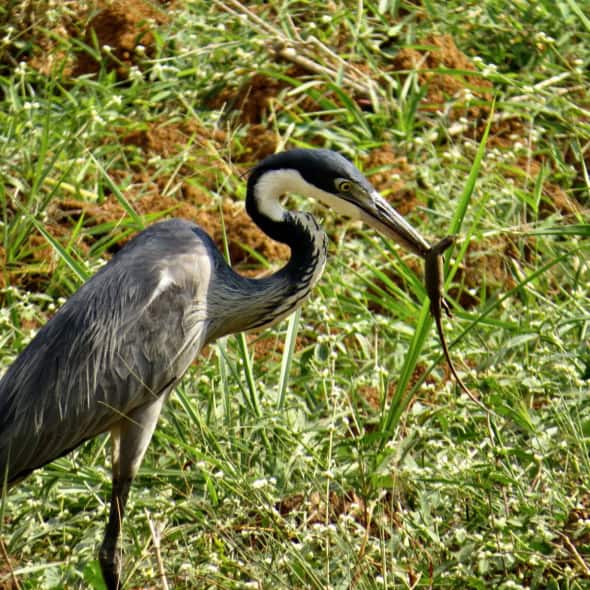 Blackheaded Heron