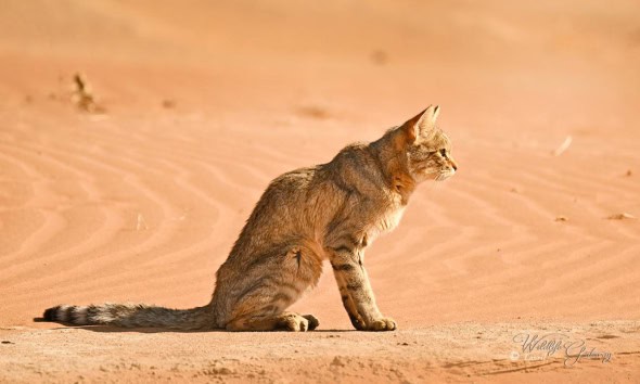 Wild African Cat