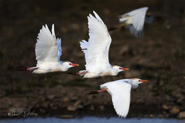 Male Cattle Egrets, Breeding Plumage