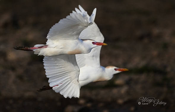 Male Cattle Egrets, Breeding Plumage