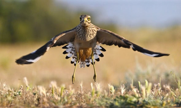 Eurasian Stone-curlew