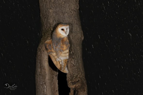 Barn Owl 