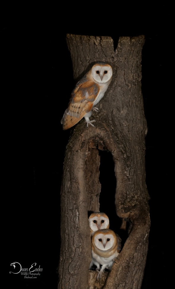 Barn Owls