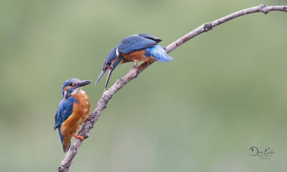 Kingfishers