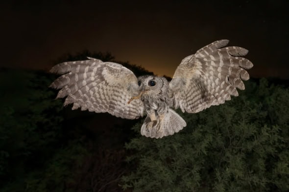 Western-screech Owl with Tiger Centipede