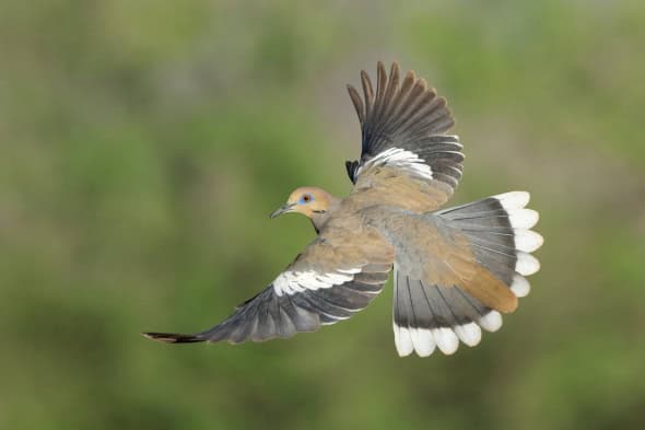 White-winged Dove