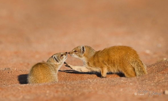 Yellow Mongoose 