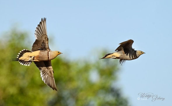 Namaqua Sandgrouse 