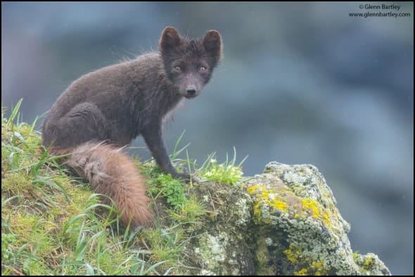 Arctic Fox