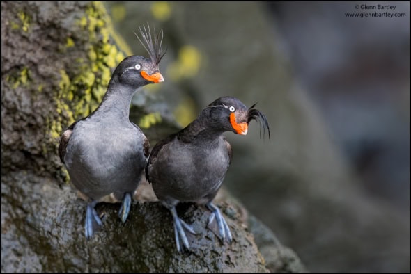 Crested Auklet (Aethia Cristatella)