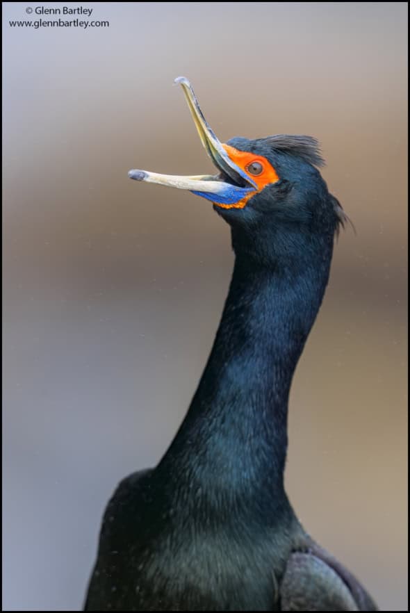 Red-faced Cormorant (Urile Urile)