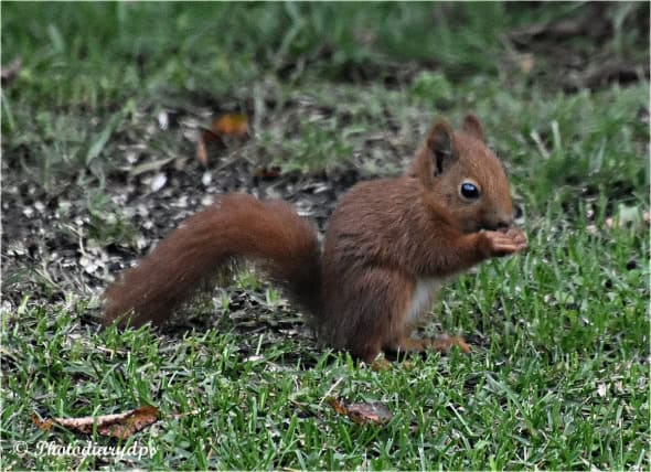 The Nut Thief - 