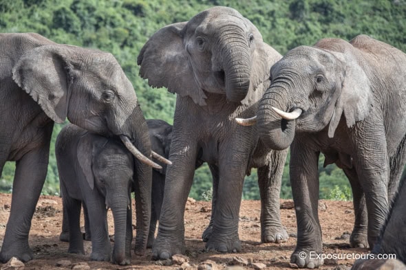 Elephant Gathering