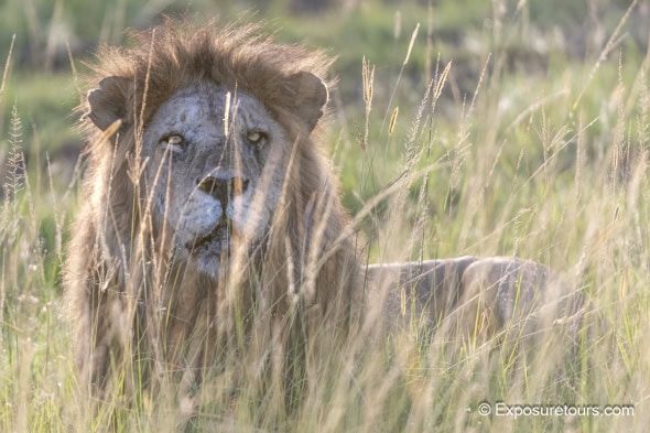 Through the Grass (Lion - Africa Photo Safari)