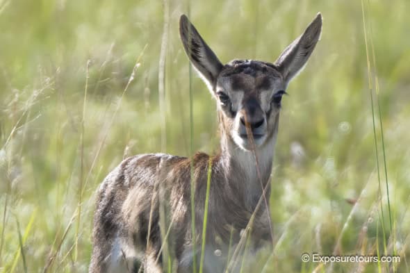 Baby Gazelle