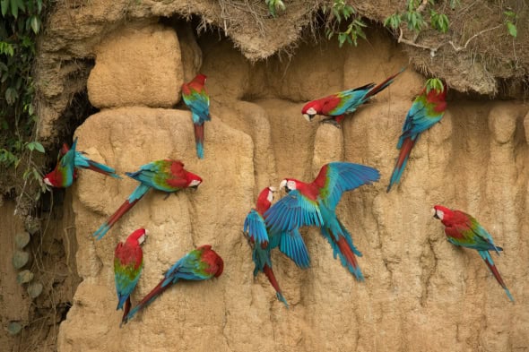 Red and Green Macaws