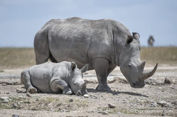 Rhino - Mum and Baby