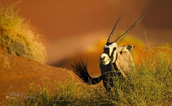 Oryx in Namibia