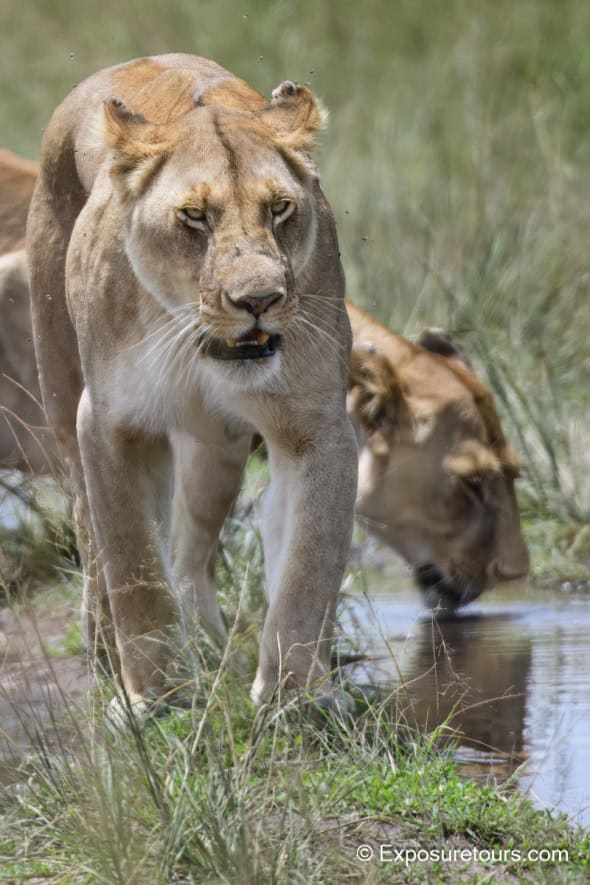 Lions Drinking and Walking