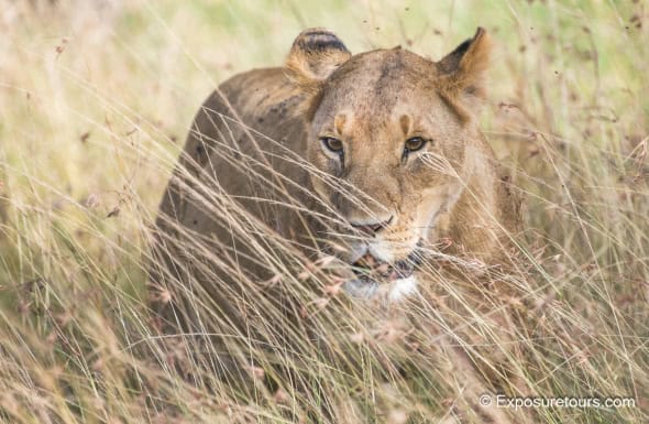 Sneaking Around (Lion)