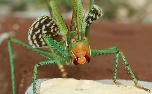  Threat Posture of Giant Texas Katydid (Neobarrettia Spinosa)