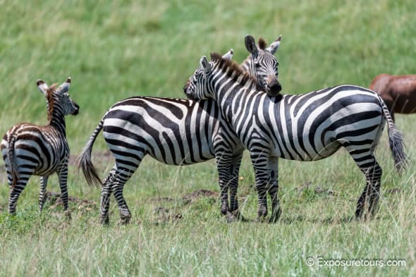 Lean on Me (Zebra)