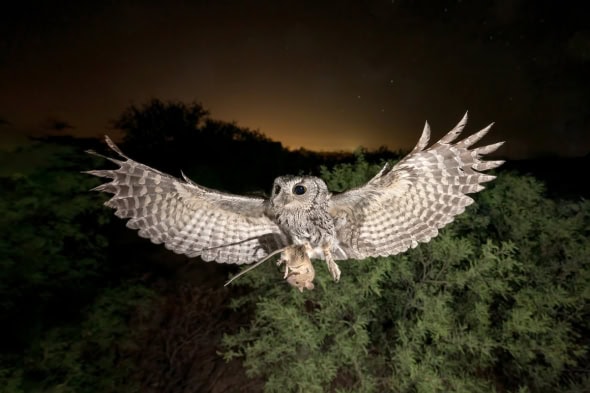 Western Screech-owl and Pack Rat