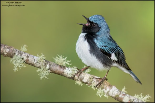 Black-throated Blue Warbler (Dendroica Caerulescens)