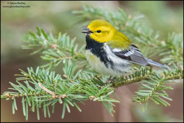 Black-throated Green Warbler (Dendroica Virens)