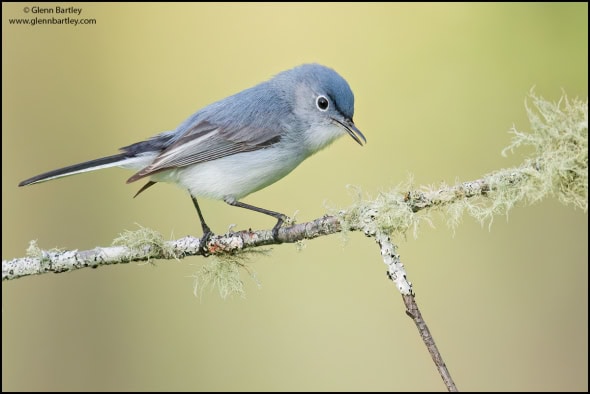 Blue-gray Gnatcatcher (Polioptila Caerulea)