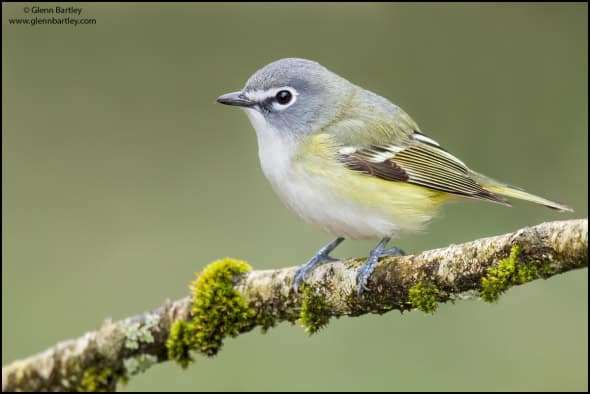 Blue-headed Vireo (Vireo Solitarius)