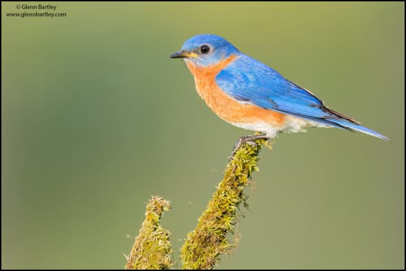 Eastern Bluebird (Sialia Sialis)