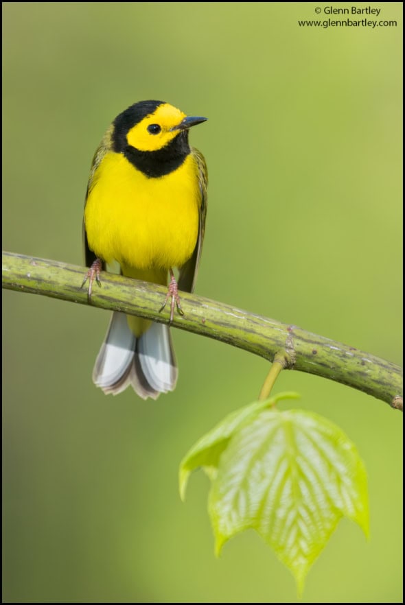 Hooded Warbler (Setophaga Citrina)