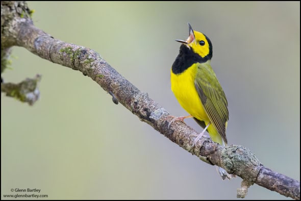 Hooded Warbler (Setophaga Citrina)