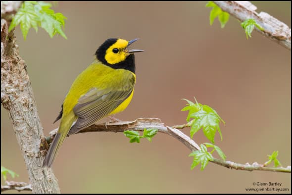 Hooded Warbler (Setophaga Citrina)