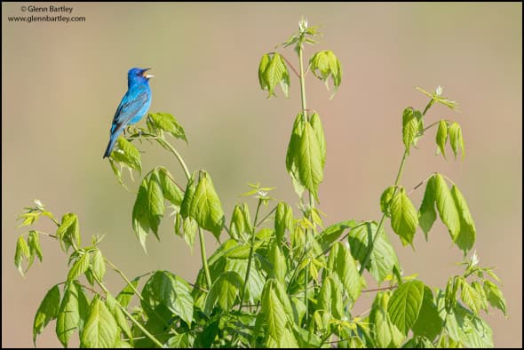 Indigo Bunting (Passerina Amoena)