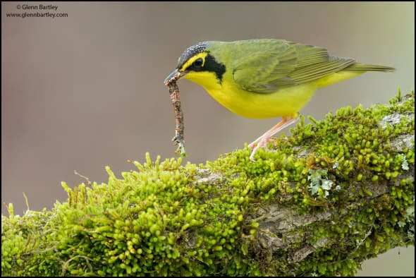 Kentucky Warbler (Geothlypis Formosa)