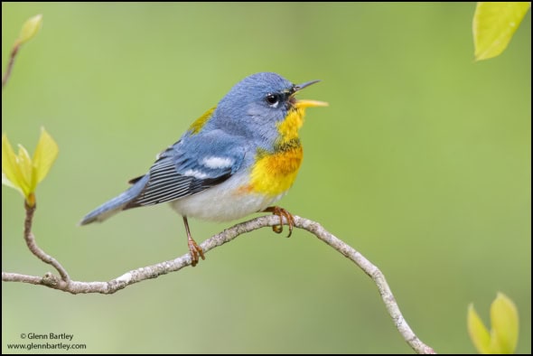 Northern Parula (Setophaga Americana)