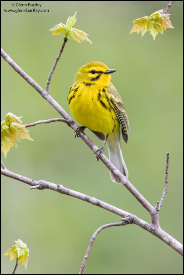 Prairie Warbler (Dendroica Discolor)