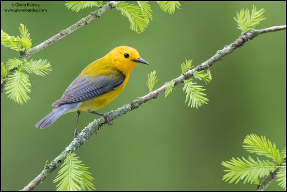 Prothonotary Warbler (Protonotaria Citrea)