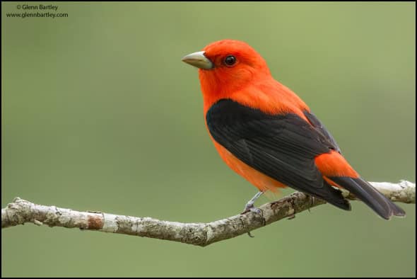 Scarlet Tanager (Piranga Olivacea)