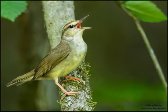 Swainson's Warbler (Limnothlypis Swainsonii)