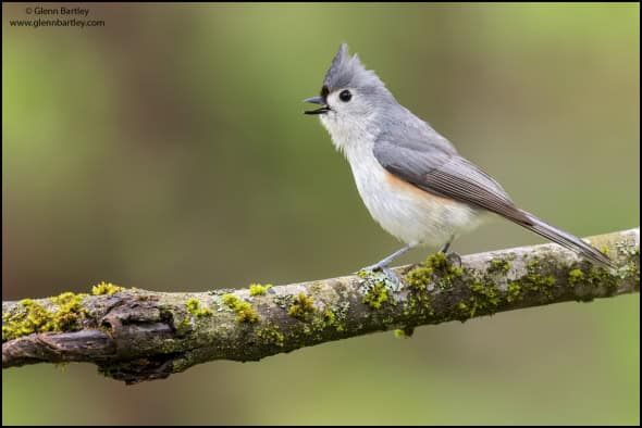 Tufted Titmouse (Baeolophus Bicolor)